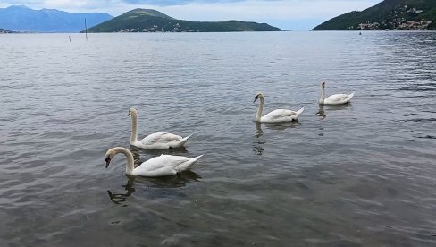ЛАБУДОВИ У МОРУ КОД ИГАЛА: Склад лепоте, елеганције и мира ЛАБУДОВИ У МОРУ КОД ИГАЛА: Склад лепоте, елеганције и мира