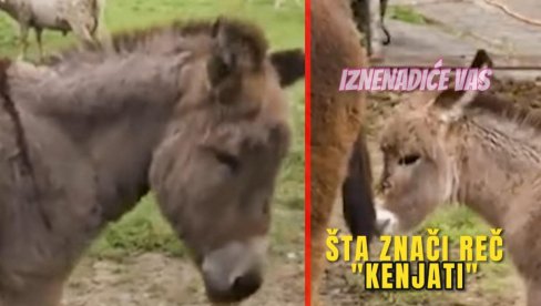 IZNENADIĆE VAS: Šta znači reč KENJATI? IZNENADIĆE VAS: Šta znači reč KENJATI?