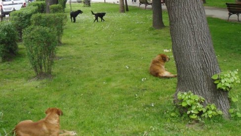 PRIJAVA ULIČNIH PASA: Građani pozvani da se obrate službi zoohigijene PRIJAVA ULIČNIH PASA: Građani pozvani da se obrate službi zoohigijene