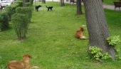 PRIJAVA ULIČNIH PASA: Građani pozvani da se obrate službi zoohigijene