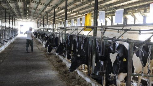 ЗА ПРИПЛОДНА ГРЛА 18 МИЛИЈАРДИ: Расписан јавни позив за подстицаје у сточарству ЗА ПРИПЛОДНА ГРЛА 18 МИЛИЈАРДИ: Расписан јавни позив за подстицаје у сточарству