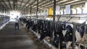 ЗА ПРИПЛОДНА ГРЛА 18 МИЛИЈАРДИ: Расписан јавни позив за подстицаје у сточарству ЗА ПРИПЛОДНА ГРЛА 18 МИЛИЈАРДИ: Расписан јавни позив за подстицаје у сточарству