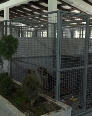 СКЛОНИШТЕ ЗА ПСЕ ЛУТАЛИЦЕ: У селу Добриње обезбеђен објекат за смештај око 200 животиња без дома (ФОТО)