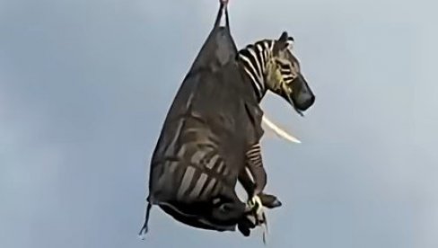 ZEBRA U TORBI: Štraftasti begunac posle deset dana lutanja vraćen kući - helikopterom (VIDEO)