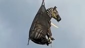 ZEBRA U TORBI: Štraftasti begunac posle deset dana lutanja vraćen kući - helikopterom (VIDEO)