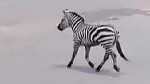 ZEBRA SMEŠTENA U POSEBAN BOKS: Posle bega životinje iz kaveza, situacija pod kontrolom u zoo-vrtu