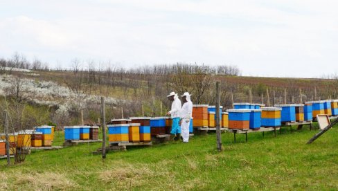 СТРАДАЛО ВИШЕ ОД ПОЛОВИНЕ КОШНИЦА:  Вршачки пчелари се суочили са највећим губитком до сада, без сунцокрета неће бити меда