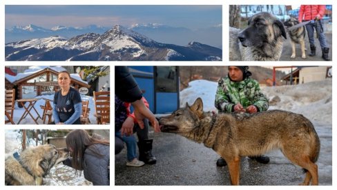 STAZE KOSMETA - ŠAR-PLANINA: Kako sam pripitomio vučicu? (VIDEO) STAZE KOSMETA - ŠAR-PLANINA: Kako sam pripitomio vučicu? (VIDEO)