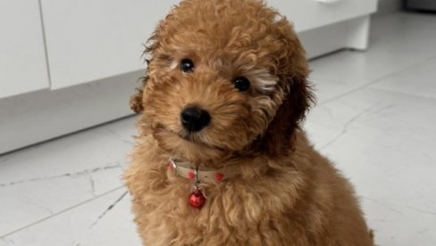BORILI SU SE VETERINARI ZA NJEN ŽIVOT: Uginula tromesečna pudla Tili, vlasnica tvrdi da je za smrt psa kriv grumer (FOTO) BORILI SU SE VETERINARI ZA NJEN ŽIVOT: Uginula tromesečna pudla Tili, vlasnica tvrdi da je za smrt psa kriv grumer (FOTO)