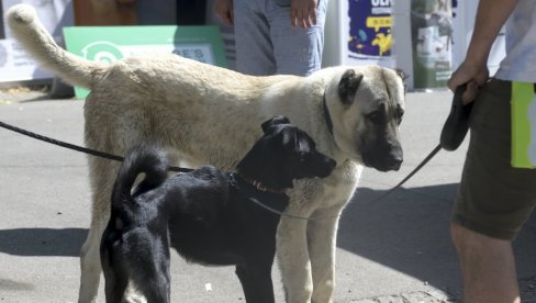 УДОМЉЕНО 15 ЉУБИМАЦА: Фестивал Улични пси окупио на Калемегдану велики број Београђана УДОМЉЕНО 15 ЉУБИМАЦА: Фестивал Улични пси окупио на Калемегдану велики број Београђана