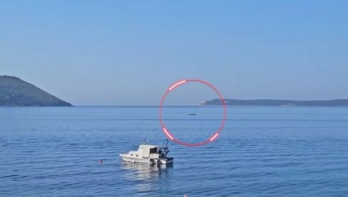 SENZACIJA U CG: Morski div snimljen kod Herceg Novog, stručnjaci pozivaju na oprez (VIDEO)