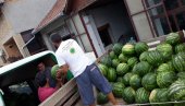 ЛУБЕНИЧАРИ КОНКУРИШУ САМИ СЕБИ:  Ври на пољима у Дероњама код Оџака, откад је ових дана почела берба