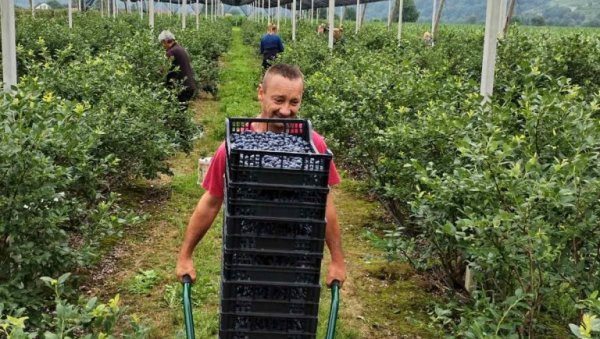 ЕПИЛОГ БЕРБЕ БОРОВНИЦА И ВИШАЊА У МАЧВИ, ЈАДРУ, АЗБУКОВИЦИ И РАЂЕВИНИ: Цена испратила род и квалитет