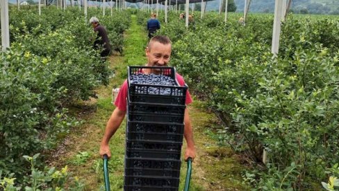 EPILOG BERBE BOROVNICA I VIŠANJA U MAČVI, JADRU, AZBUKOVICI I RAĐEVINI: Cena ispratila rod i kvalitet