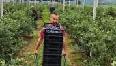 ЕПИЛОГ БЕРБЕ БОРОВНИЦА И ВИШАЊА У МАЧВИ, ЈАДРУ, АЗБУКОВИЦИ И РАЂЕВИНИ: Цена испратила род и квалитет