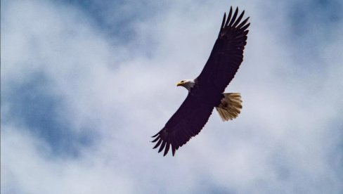 DANAS JE TRAMP IZLETEO IZ GNEZDA: Mladunče beloglavog orla u ruskom zoološkom vrtu dobilo ime po aameričkom predsedniku