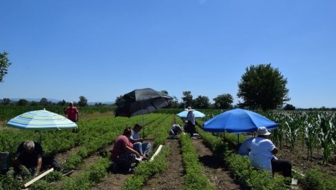 NAKALEMILI POLA VEKA MEĐU RUŽAMA: Visoke temperature ne sprečavaju uzgajivače iz Ribara i kalemare cveća da budu u polju