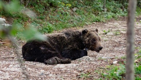 МЕДВЕД ПОКУШАО ДА РАСКОПА ГРОБ У ПОТРАЗИ ЗА ХРАНОМ: Бизаран инцидент у Црној Гори