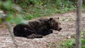 MEDVED POKUŠAO DA RASKOPA GROB U POTRAZI ZA HRANOM: Bizaran incident u Crnoj Gori MEDVED POKUŠAO DA RASKOPA GROB U POTRAZI ZA HRANOM: Bizaran incident u Crnoj Gori