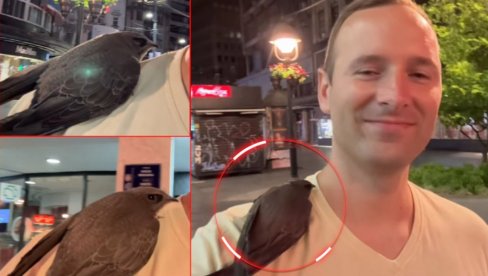 ČUDO U BEOGRADU: Posle nevremena, ptica nije htela da se odvoji od Radeta - prošetali Knezom, pa je odveo u zoo-vrt (FOTO) ČUDO U BEOGRADU: Posle nevremena, ptica nije htela da se odvoji od Radeta - prošetali Knezom, pa je odveo u zoo-vrt (FOTO)