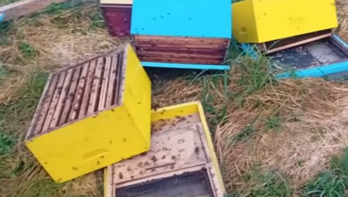 ГОЛИЈА У СТРАХУ ОД НАМНОЖЕНИХ МЕДВЕДА: Житељи села у околини Ивањице већ имали блиске сусрете са дивљим животињама ГОЛИЈА У СТРАХУ ОД НАМНОЖЕНИХ МЕДВЕДА: Житељи села у околини Ивањице већ имали блиске сусрете са дивљим животињама