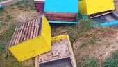 ГОЛИЈА У СТРАХУ ОД НАМНОЖЕНИХ МЕДВЕДА: Житељи села у околини Ивањице већ имали блиске сусрете са дивљим животињама
