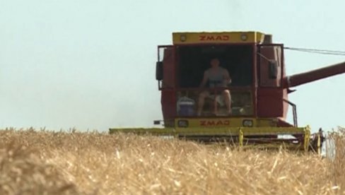 POČELA ŽETVA U POMORAVLJU: Požnjeveno oko 25 odsto pšenice