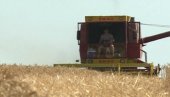 ПОЧЕЛА ЖЕТВА У ПОМОРАВЉУ: Пожњевено око 25 одсто пшенице