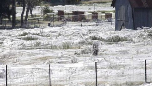 IZGLEDA KAO SNEG, A ZAPRAVO JE NEŠTO OD ČEGA ĆETE SE NAJEŽITI: Pogledajte prizore koji nisu za plašljive (FOTO/VIDEO)