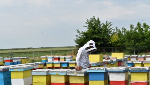 ЖЕЛЕ ДА ЗАШТИТЕ СУНЦОКРЕТОВ МЕД: Пчелари из Кикинде покрећу иницијативу за вредновање најпопуларније врсте географским пореклом ЖЕЛЕ ДА ЗАШТИТЕ СУНЦОКРЕТОВ МЕД: Пчелари из Кикинде покрећу иницијативу за вредновање најпопуларније врсте географским пореклом