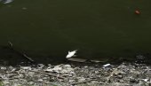 ПОМОР РИБЕ УЗ САВСКО ЈЕЗЕРО: Шокантне сцене у Чукаричком рукавцу, инпекција одмах реаговала