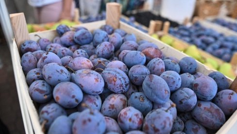 ДА ЛИ ВРЕМЕ ПОГОДУЈЕ ШЉИВАМА? Ево какав се род очекује ове године