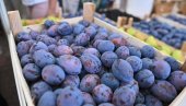 BERBA KUPINE U JEKU, ČEKA SE ŠLJIVA: Cena dobra, strahuju od pojave crva