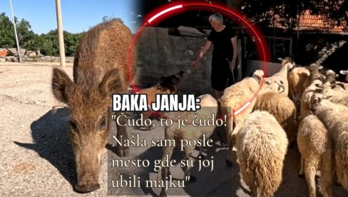 МАЈКУ ЈОЈ УБИЛИ ЉУДИ: Дивља свиња ушла у стадо оваца бака Јање - и десило се чудо! Како их чува, то ни пастирски пси не умеју (ВИДЕО)