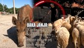 MAJKU JOJ UBILI LJUDI: Divlja svinja ušla u stado ovaca baka Janje - i desilo se čudo! Kako ih čuva, to ni pastirski psi ne umeju (VIDEO)