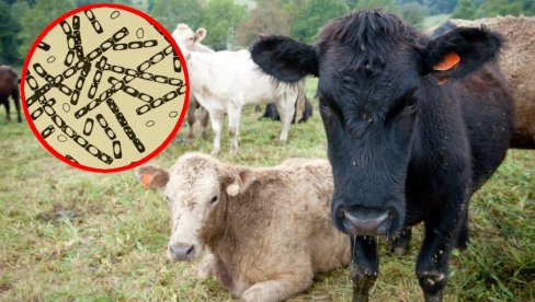 ПАНИКА У ХРВАТСКОЈ ЗБОГ ОПАСНЕ БОЛЕСТИ Сазвана хитна конференција: Може се пренти на људе ПАНИКА У ХРВАТСКОЈ ЗБОГ ОПАСНЕ БОЛЕСТИ Сазвана хитна конференција: Може се пренти на људе