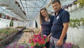 CVEĆE LEPOTOM VRAĆA ULOŽENO: Jovanovići iz okoline Paraćina privode kraju prolećni program proizvodnje u 12 plastenika