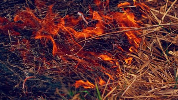 ЈОШ ЈЕДАН ВЕЛИКИ ПОЖАР У ШУМАДИЈИ :  У Љуљацима код Кнића горело је 7 хектара поред борове шуме близу кућа