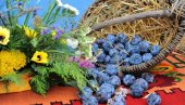 У ЧАСТ  ПЛАВОГ ЗЛАТА :  Шумадијски дани шљиве у Страгарима