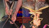 ОТКРИВЕНА НОВА ВРСТА ИНСЕКТА: Огроман је, дуг 40 цм - могуће и најтежи у Аустралији (ВИДЕО) ОТКРИВЕНА НОВА ВРСТА ИНСЕКТА: Огроман је, дуг 40 цм - могуће и најтежи у Аустралији (ВИДЕО)