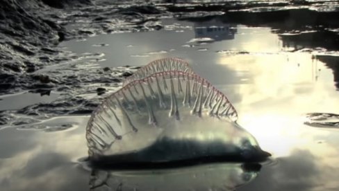 ALARMANTNA SITUACIJA ŠIROM EVROPE: Nekoliko plaža zatvoreno zbog pojave opasnog bića u moru (VIDEO)