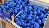 СВЕЖА КРЕПИ, СУВА ПОДИЖЕ: У Крагујевачким Страгарима, на Шумадијским данима шљиве, у знаку плаве воћке и ђаконија