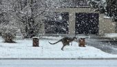 POGLEDAJTE - „IDILA“ ZA KENGURE: Rekordne snežne padavine pogodile Australiju (VIDEO) POGLEDAJTE - „IDILA“ ZA KENGURE: Rekordne snežne padavine pogodile Australiju (VIDEO)