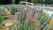 U PARAĆINU CVETA LAVANDA: Ove godine prvi put na javnim površinama