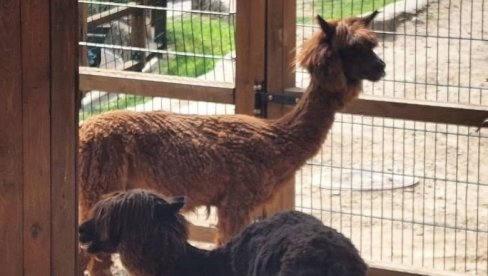 АЛПАКА ЦРНА,  АЛИ ЈОЈ БРАДА БЕЛА: Још једна необична принова обрадовала посетиоце зоолошког врта