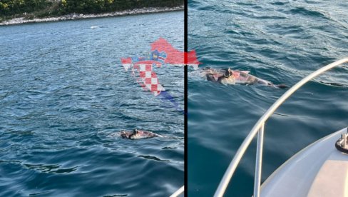 UŽAS U HRVATSKOJ: Morem plutaju mrtvi delfini - krvavi i raskomadani (FOTO) UŽAS U HRVATSKOJ: Morem plutaju mrtvi delfini - krvavi i raskomadani (FOTO)