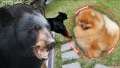 POMERANAC OTERAO MEDVEDA: Mali pas je heroj porodice - meda pomahnitalo bežao po dvorištu od velikog srca (VIDEO)