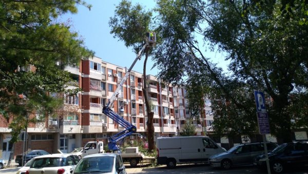 ОРЕЗИВАЊЕ ДРВЕЋА: Уклањају се оштећене гране у центру града ОРЕЗИВАЊЕ ДРВЕЋА: Уклањају се оштећене гране у центру града