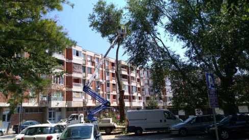 OREZIVANJE DRVEĆA: Uklanjaju se oštećene grane u centru grada