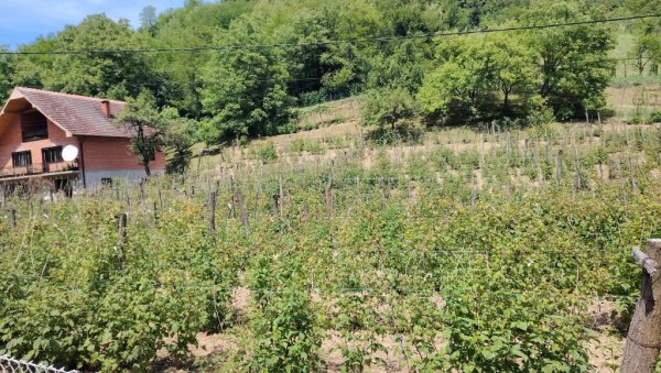 МЕШЕТАРИ КУПИНИ ПРЕПОЛОВИЛИ ЦЕНУ: Како су воћари у Јадру, Рађевини и Азбуковици уочи бербе на својој кожи осетили ћуди откупљивача
